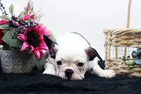 Mars, a female French Bulldog for sale in Ash Grove, MO – 4 of 10