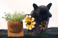 Duchess, a female French Bulldog for sale in Ash Grove, MO – 6 of 10