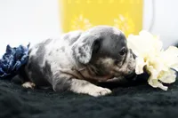 Toby, a male French Bulldog for sale in Ash Grove, MO – 9 of 10
