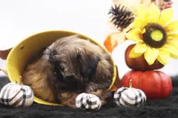 Diesel, a male Shih Tzu for sale in Ash Grove, MO – 7 of 10