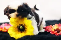 Bobbie, a male Shih Tzu for sale in Ash Grove, MO – 4 of 10