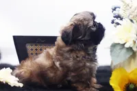 Duke, a male Shih Tzu for sale in Ash Grove, MO – 7 of 10