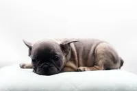 Cedar, a male French Bulldog for sale in Ash Grove, MO – 10 of 10