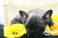 Pluto, a male French Bulldog for sale in Ash Grove, MO – 10 of 10