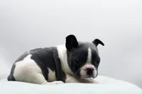 Rover, a male Frenchton for sale in Ash Grove, MO – 9 of 10