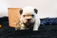 Mars, a female French Bulldog for sale in Ash Grove, MO – 3 of 10