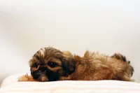 Riley, a female Shih Tzu for sale in Ash Grove, MO – 8 of 10