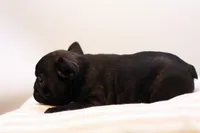 Duchess, a female French Bulldog for sale in Ash Grove, MO – 10 of 10