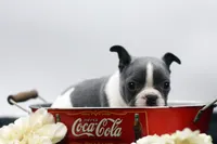 Rover, a male Frenchton for sale in Ash Grove, MO – 2 of 10