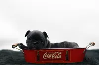 Porkie, a male Frenchton for sale in Ash Grove, MO – 4 of 10