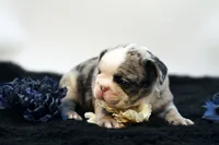 Mercury, a male French Bulldog for sale in Ash Grove, MO – 6 of 10