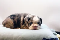 Mercury, a male French Bulldog for sale in Ash Grove, MO – 10 of 10