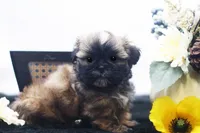 Duke, a male Shih Tzu for sale in Ash Grove, MO – 9 of 10
