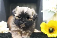 Duke, a male Shih Tzu for sale in Ash Grove, MO – 6 of 10