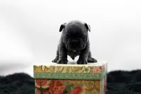 Elvis, a male Frenchton for sale in Ash Grove, MO – 8 of 10