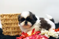 Doc, a male Shih Tzu for sale in Ash Grove, MO – 6 of 10
