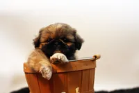 Roy, a male Shih Tzu for sale in Ash Grove, MO – 2 of 10