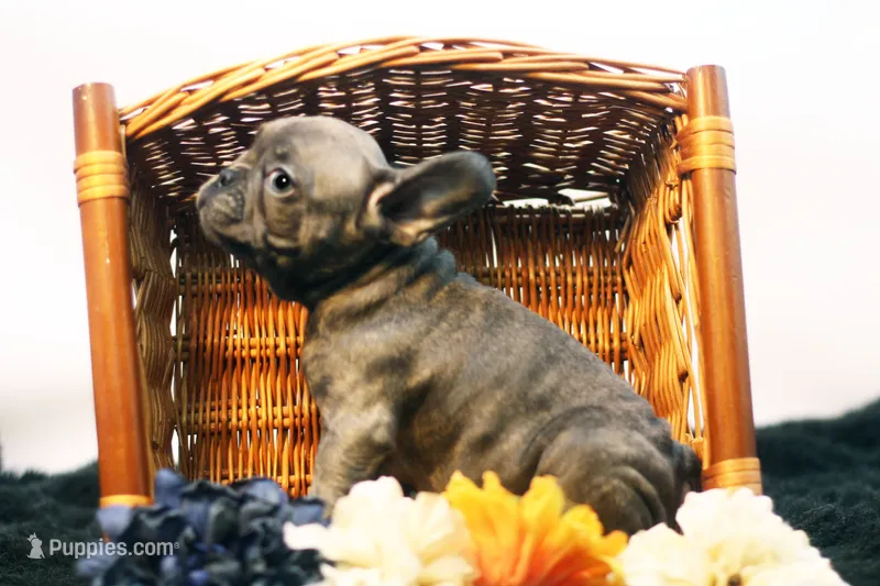 Cisco – French Bulldog puppy for sale in Ash Grove, MO