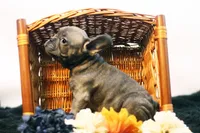 Cisco, a male French Bulldog for sale in Ash Grove, MO – 1 of 10