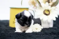 Bonnie, a female Shih Tzu for sale in Ash Grove, MO – 9 of 10
