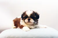 Bo, a male Shih Tzu for sale in Ash Grove, MO – 9 of 10