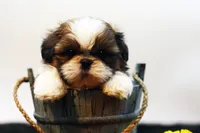Bo, a male Shih Tzu for sale in Ash Grove, MO – 3 of 10