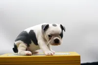 Rascal, a male Frenchton for sale in Ash Grove, MO – 10 of 10