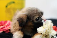 Ryan, a male Shih Tzu for sale in Ash Grove, MO – 5 of 10