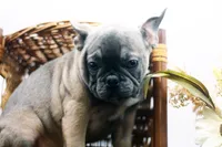 Cisco, a male French Bulldog for sale in Ash Grove, MO – 4 of 10