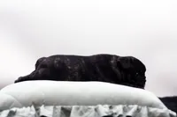 Porkie, a male Frenchton for sale in Ash Grove, MO – 9 of 10