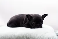Rocco, a male Frenchton for sale in Ash Grove, MO – 10 of 10