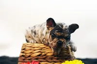 Dallas, a male French Bulldog for sale in Ash Grove, MO – 6 of 10