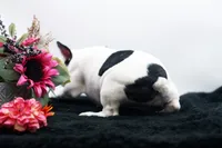 Mars, a female French Bulldog for sale in Ash Grove, MO – 8 of 10