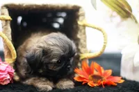Dusty, a male Shih Tzu for sale in Ash Grove, MO – 7 of 10