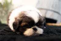 Duke, a male Shih Tzu for sale in Ash Grove, MO – 7 of 10