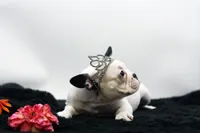 Mars, a female French Bulldog for sale in Ash Grove, MO – 5 of 10