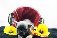 Cedar, a male French Bulldog for sale in Ash Grove, MO – 7 of 10