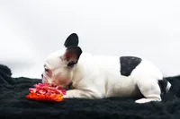 Mars, a female French Bulldog for sale in Ash Grove, MO – 7 of 10