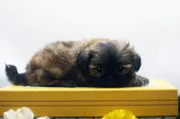 Dusty, a male Shih Tzu for sale in Ash Grove, MO – 9 of 10
