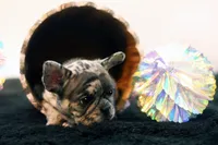 Dorothy, a female French Bulldog for sale in Ash Grove, MO – 3 of 9