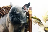 Cisco, a male French Bulldog for sale in Ash Grove, MO – 3 of 10