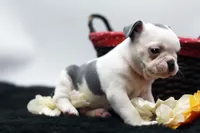 Rascal, a male Frenchton for sale in Ash Grove, MO – 6 of 10