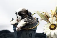 Benji, a male Shih Tzu for sale in Ash Grove, MO – 2 of 10