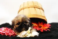 Roy, a male Shih Tzu for sale in Ash Grove, MO – 5 of 10