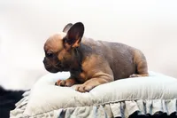 Chico, a male French Bulldog for sale in Ash Grove, MO – 9 of 10