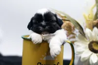 Bonnie, a female Shih Tzu for sale in Ash Grove, MO – 4 of 10