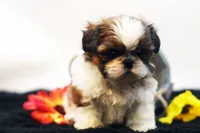 Bo, a male Shih Tzu for sale in Ash Grove, MO – 6 of 10