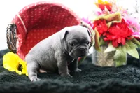 Elvis, a male Frenchton for sale in Ash Grove, MO – 4 of 10