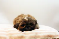 Riley, a female Shih Tzu for sale in Ash Grove, MO – 7 of 10