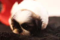 Duffy, a male Shih Tzu for sale in Ash Grove, MO – 6 of 10